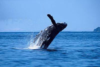Humpback Whale, Alaska